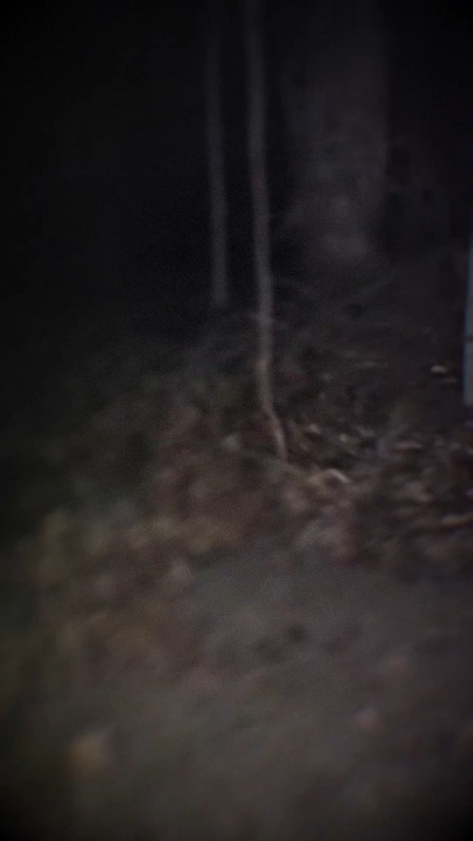 IMG_1187.MOV
