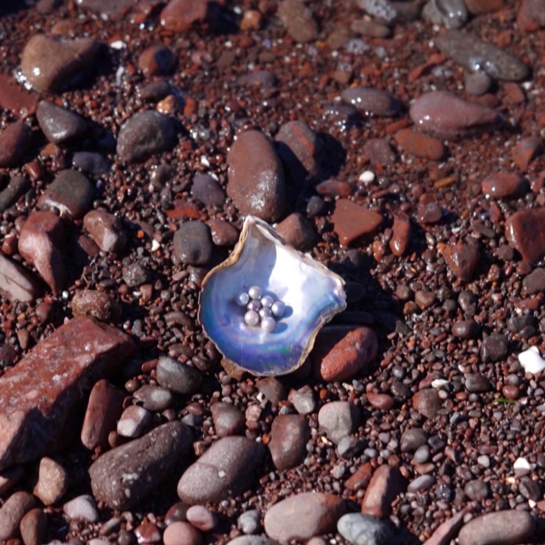 Perlas que desafían al mundo En el mar de Cortés se encuentran perlas que no existen en ningún otro lugar. Entre tradición indígena, pesca artesanal y ciencia, México logró cultivar las únicas perlas de su tipo en toda América 🎥 Con Paola Guzmán