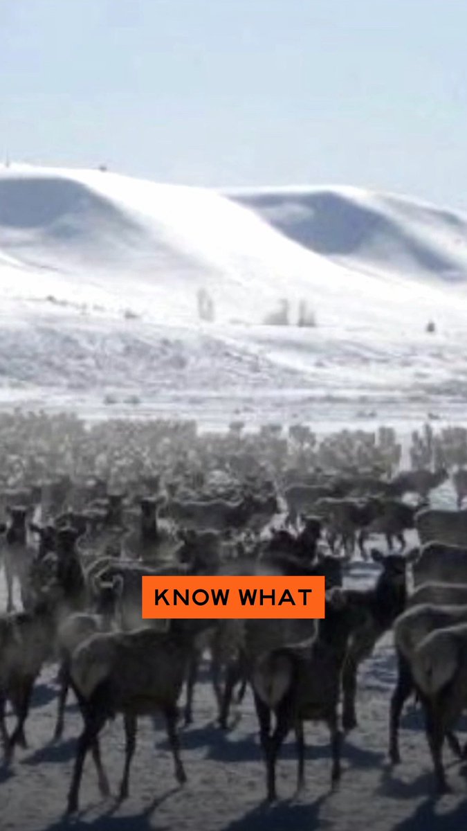 CWD has officially reached the National Elk Refuge near Jackson, Wyoming, the largest elk wintering ground in North America. Between 8,000 and 11,000 elk winter there annually, feeding nose to nose along artificial feed lines on federally managed land.
