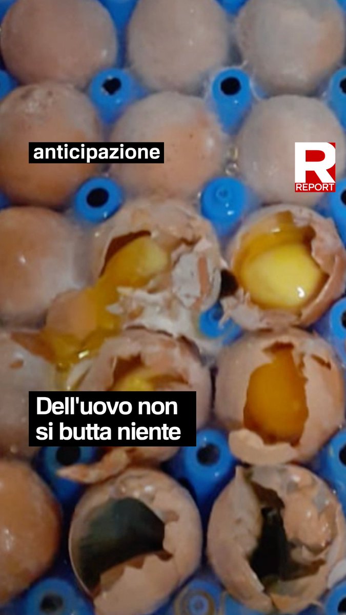 Nello stabilimento di Eurovo a Occhiobello le condizioni delle uova sono terribili. Verrebbero lavorate uova con muffa, ai prodotti scaduti verrebbe cambiata l'etichetta e nel liquido d'uova sono stati trovati una carcassa di gallina e topi. #Report stasera 20.30 su #Rai3