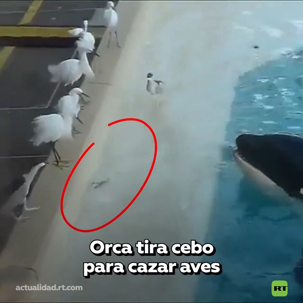 🌊 El cazador más inteligente del océano en acción