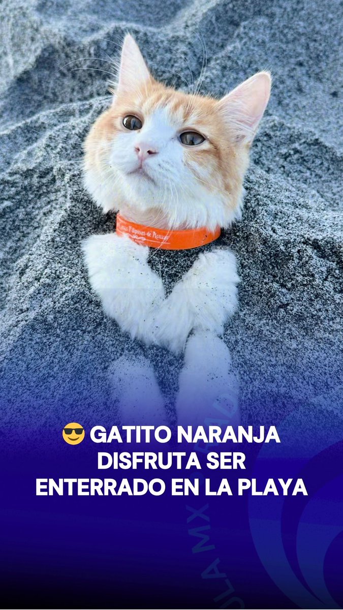 💛 No sabemos si era un gato o un señor jubilado en Cancún. 🏖️ Este michi playero se volvió viral por lo relajado que estaba mientras lo enterraban en la arena.