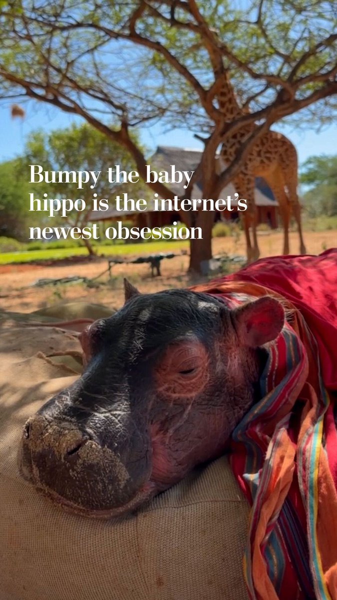 A baby hippo only needs a couple of things to break the internet: a good story and a good amount of cuteness. Bumpy has both — in abundance. And the world is in desperate need.
