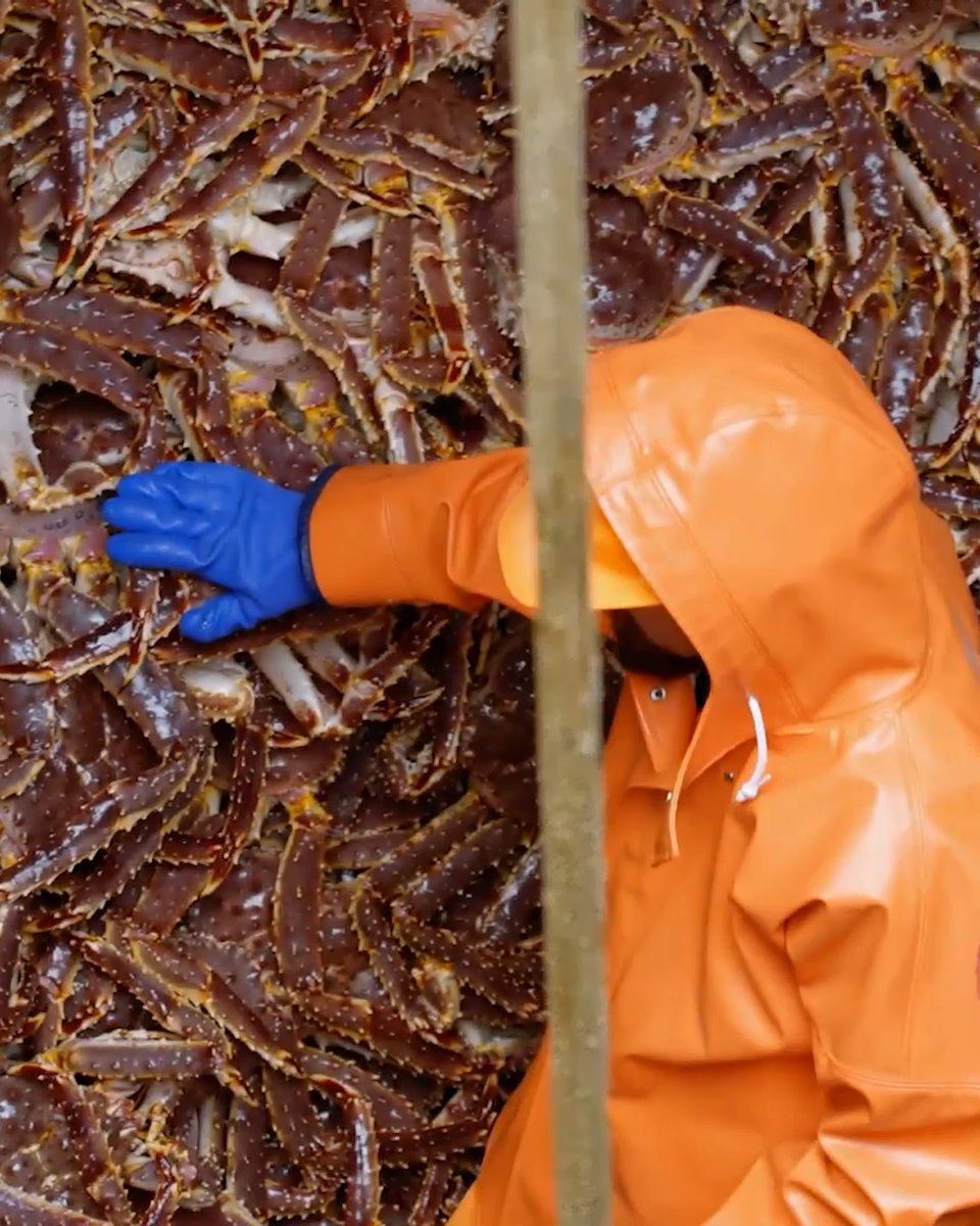 After delivering $1.2M worth of Northern Red King Crab, Captain Keith races to kick off his bairdi crab fishery. He has 48 hours, before the grounds are picked over by a 37 boat fleet. He also gets an unexpected call from Captain John about Freddy. Don't miss #DeadliestCatch, Fridays 8P on Discovery.