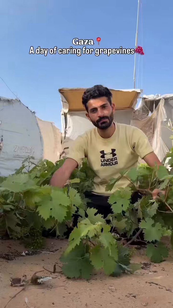 The secret of arranging grape trees in Gaza 💕