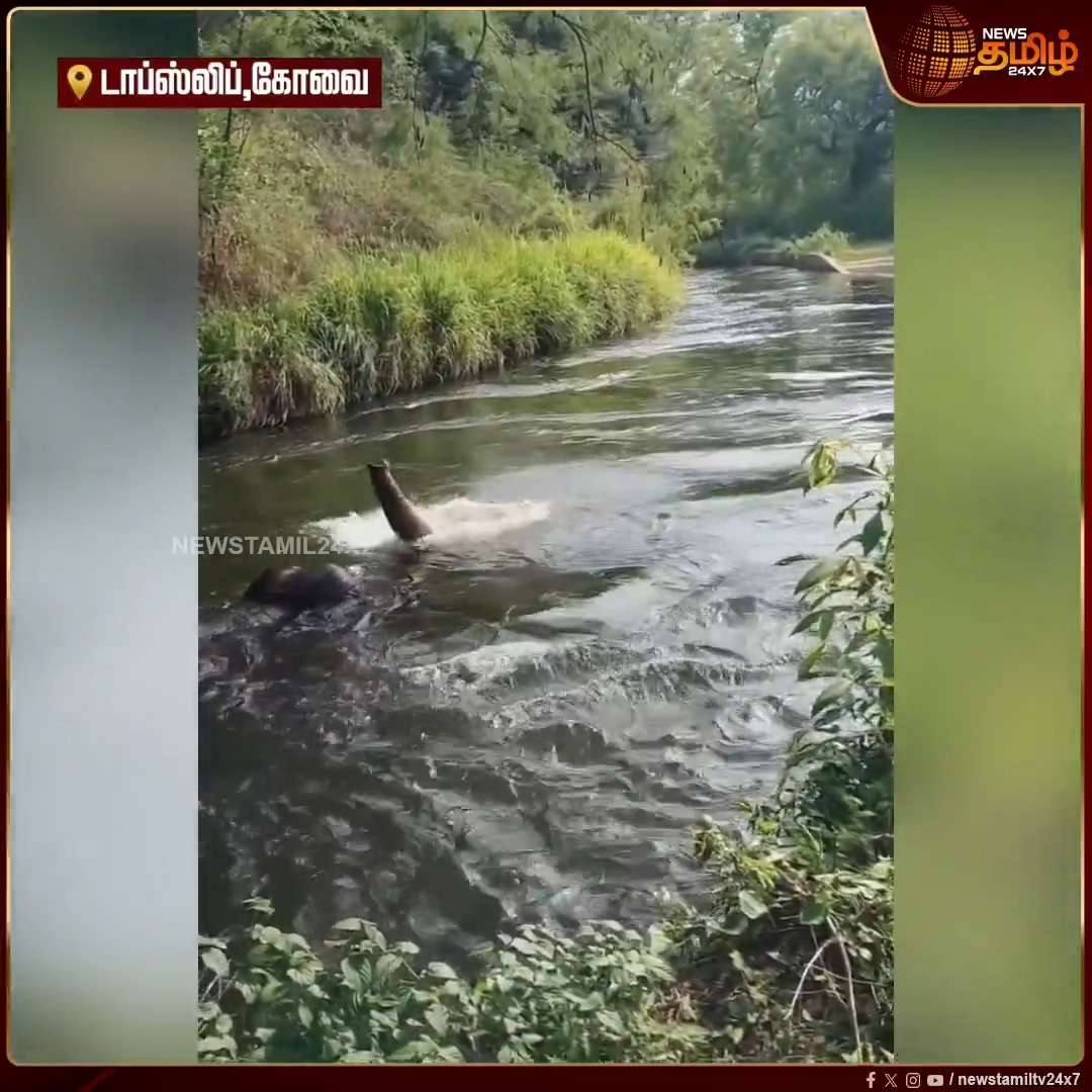 காண்டூர் கால்வாயில் தண்ணீர் குடிக்க சென்ற காட்டு யானை நீரில் மூழ்கி உயி*ழந்த சம்பவம் பொதுமக்கள் இடையே சோகத்தை ஏற்படுத்தியுள்ளது..!! #Kandur #Canal #elephant #water #NewsTamil24x7