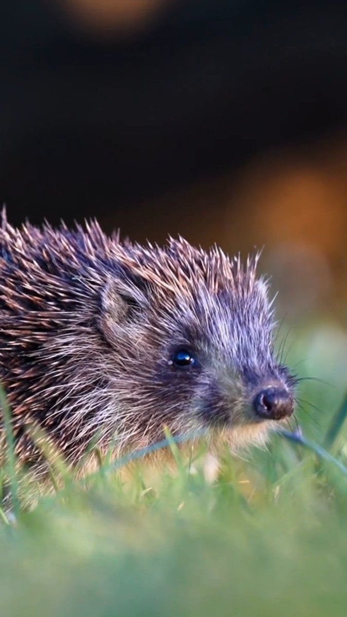 £30m to create and restore wildlife-rich habitats across England’s National Parks and National Landscapes 🌿 This new funding could benefit hedgehogs, bees, butterflies and more! Find out more: