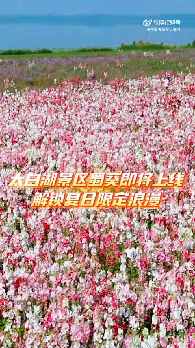 【#济宁初夏超火打卡地现实版的莫奈花园#】太白湖景区的莫奈花园，是当地初夏最火的打卡地之一。粉、白、红的蜀葵沿着湖岸次第开放，与开阔的湖面、蓝天相映，自带油画质感，也是你镜头里的天然氛围感滤镜