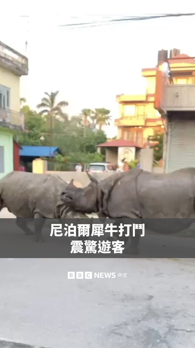两只独角犀牛现身尼泊尔热门旅游城镇索拉哈的一处市集并激烈打斗,让游客们大为震惊。 奇特旺国家公园目前约栖息着694只犀牛。这两只犀牛在穿越拉普蒂河后闯入了住宅区。