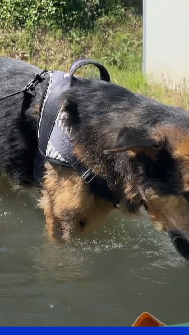 Vague de chaleur: des maîtres de chiens épinglés pour avoir “oublié” leur animal dans la voiture