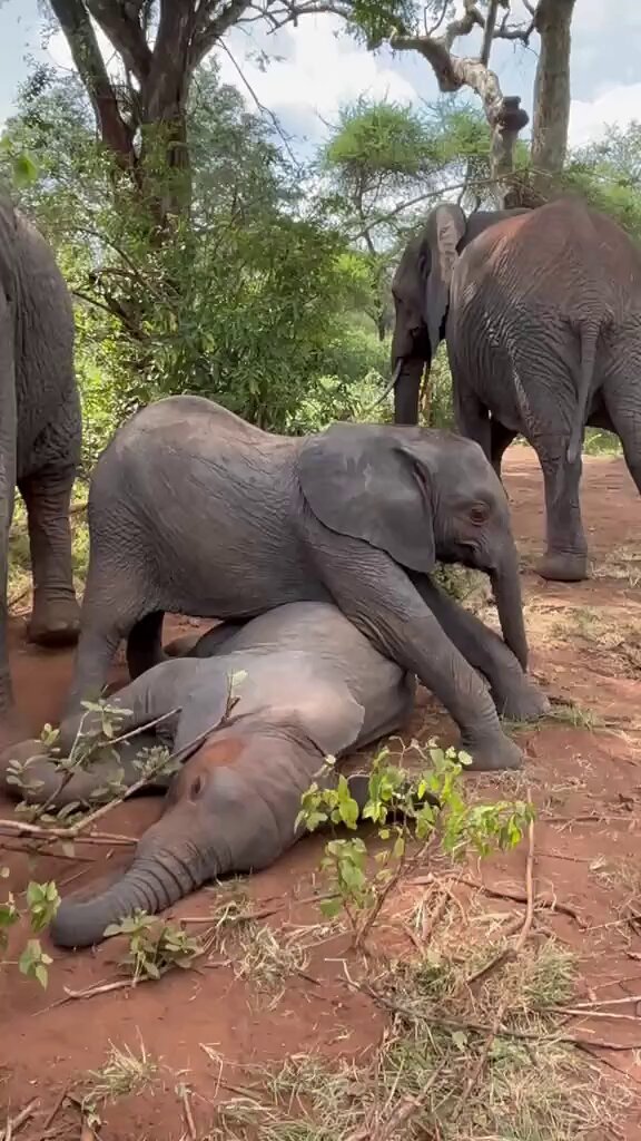 Although they aren’t related by blood, Sulwe and Zigi will grow up in the wild as siblings – not unlike their mothers, Sonje and Zongoloni, orphans who were raised side-by-side in our care. And just like sibkings, they bicker! The two spent spent most of April working out who outranks whom. Tail-pulling, pushing games, the occasional full overreaction. Zigi has been finding his strength, and Sulwe – four months older – is starting to realise he's catching up. Meet more members of our extended elephant family, each a little miracle in their own right: