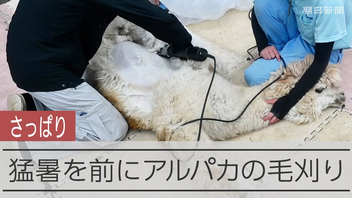 【動画】暑さ迎える前にすっきりと 千葉・市川市動植物園でアルパカの毛刈り 暑さに弱く、毛が抜け替わらないアルパカ。園で刈りとった毛は約10キロにもなります。顔以外はスリムになったアルパカたち。頭の部分は、それぞれに合うヘアスタイルに仕上げています。