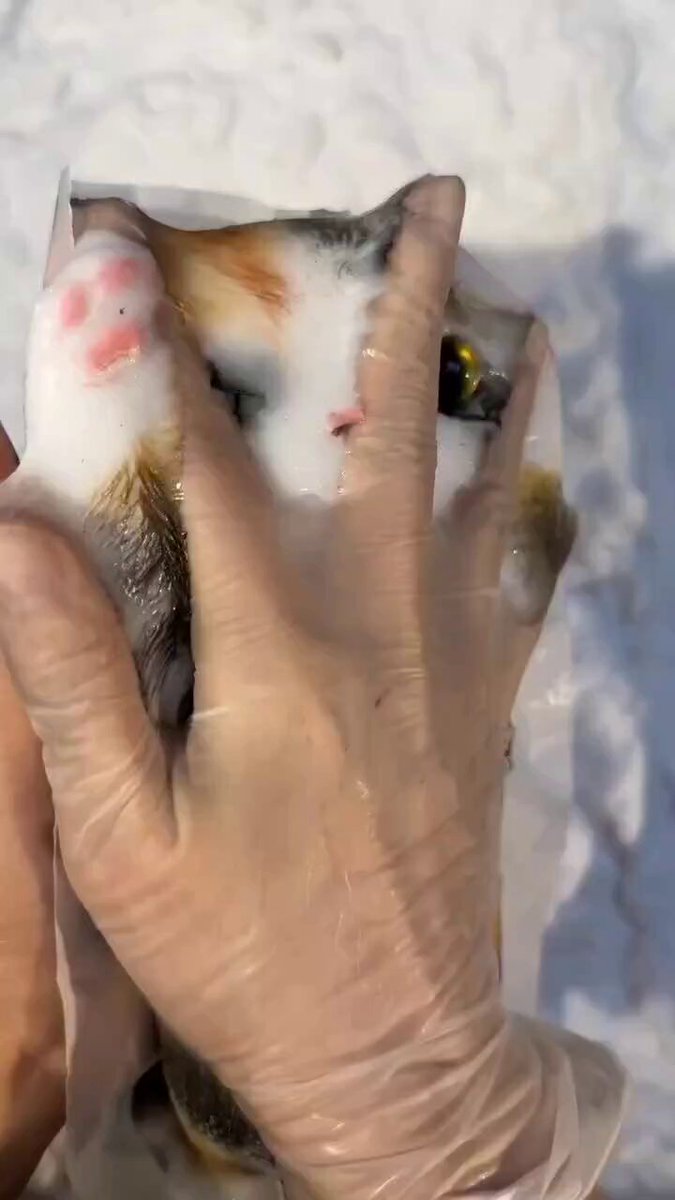 catty squishy sticky 😍 relax your mind with this asmr mode oddly satisfying 🥳