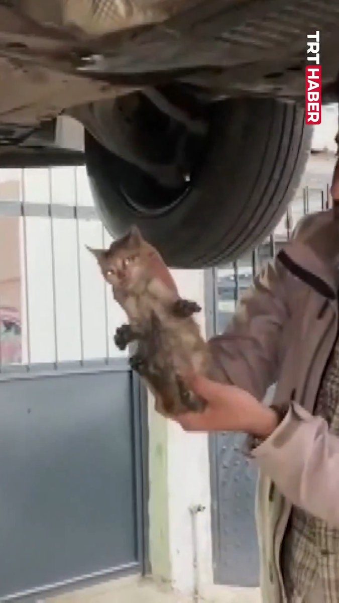 Erzincan'da itfaiye ekiplerinin otomobilin motor bölümünden çıkaramadığı kedi, sanayide çıkarıldı.