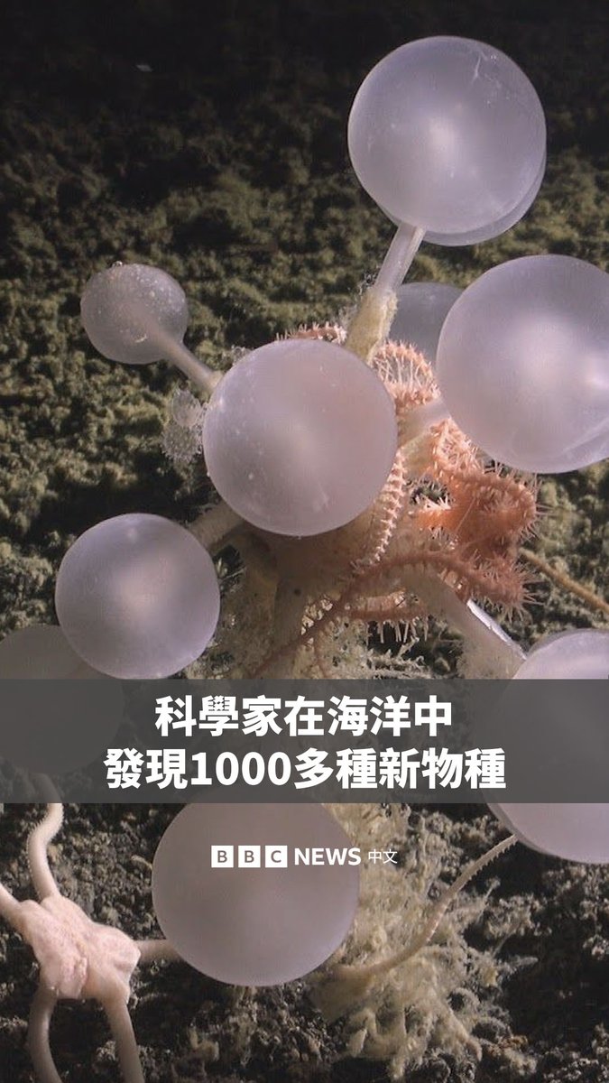 从一种食肉海绵，到一种深海“幽灵鲨”，再到生活在“玻璃城堡”中的刺毛虫——科学家们在过去一年里发现了1100多种新的海洋物种。 但这些发现不过是沧海一粟，因为据估计，高达90%的海洋物种仍尚未被发现。