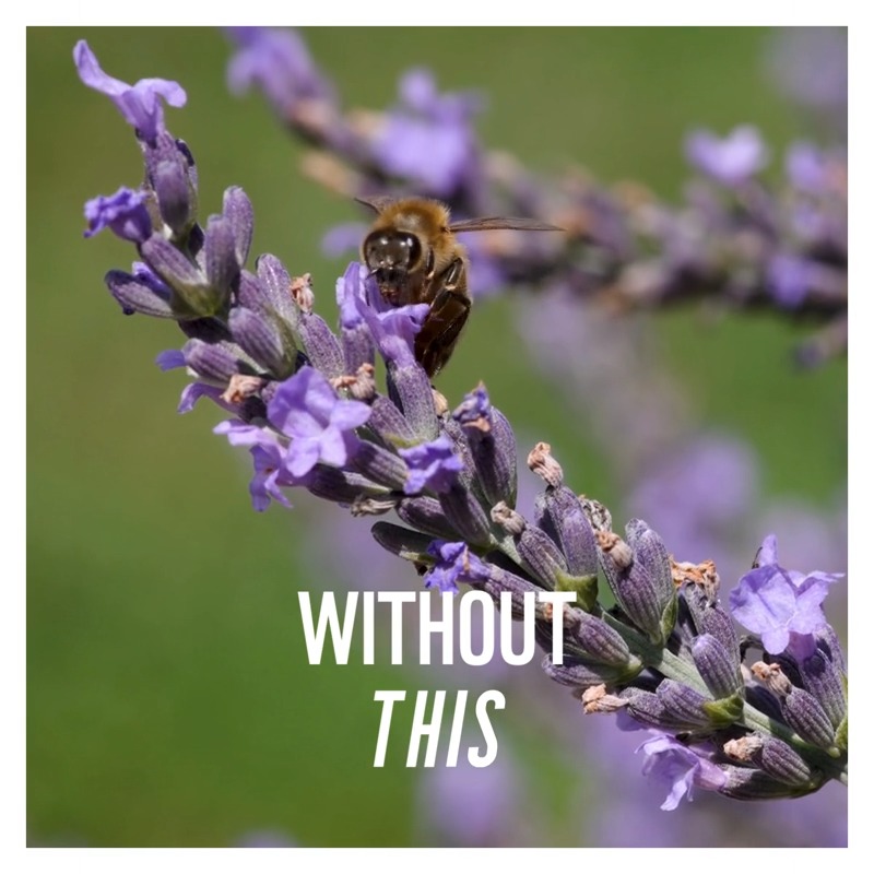 Every meal you eat has a tiny hero behind it. 🐝 Pollinators are responsible for 1 in 3 bites of food we eat, and honestly, they deserve way more credit than they get! But they're at risk, and they need our help. RT to help raise awareness for our pollinator friends!