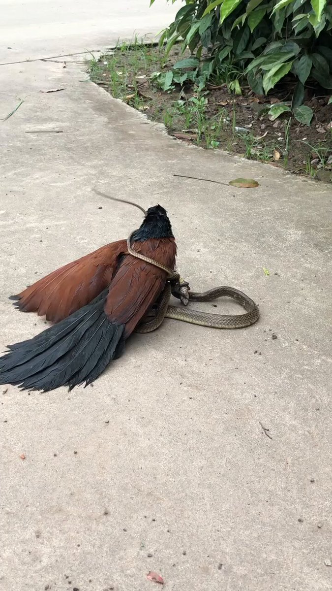This was though Can anyone identify that bird?