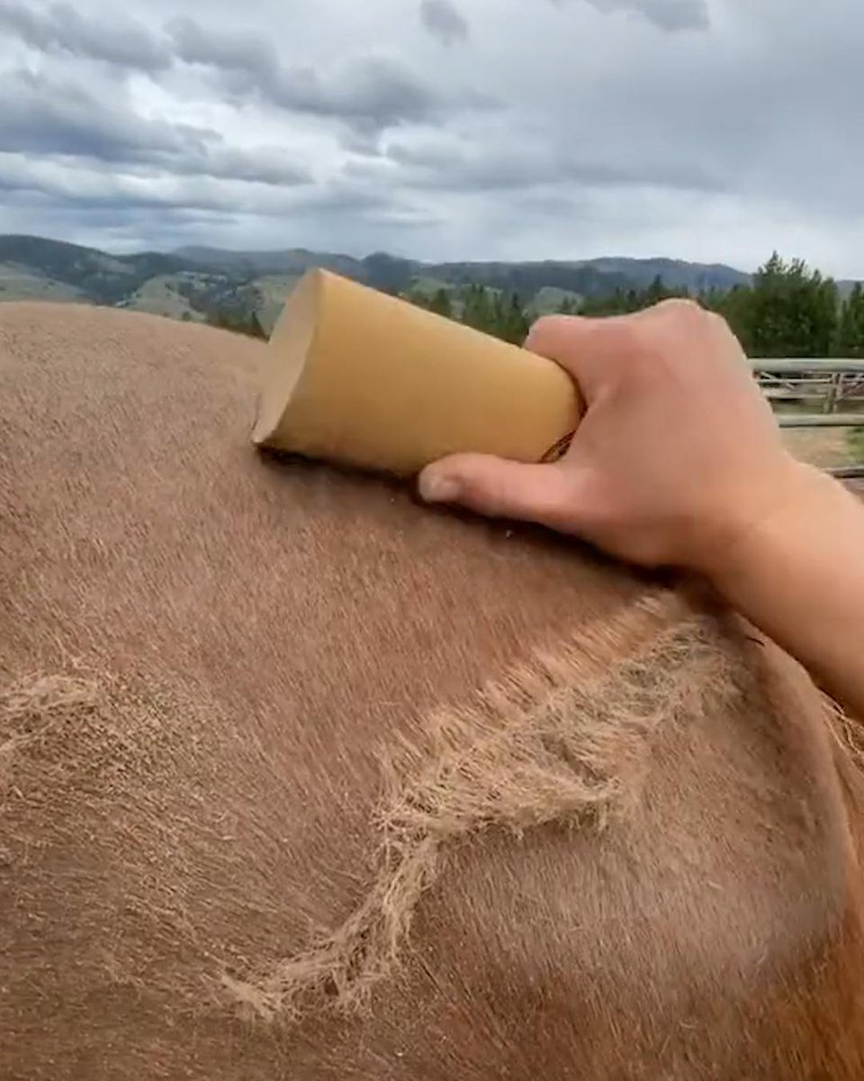 horse care asmr