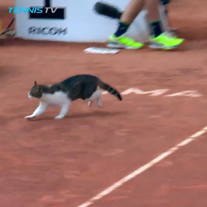 If this was a human, you'd be fined and banned from the tournament grounds for the rest of your life. This cat will probably just be escorted out with a warning. The double standards are CRAZY.