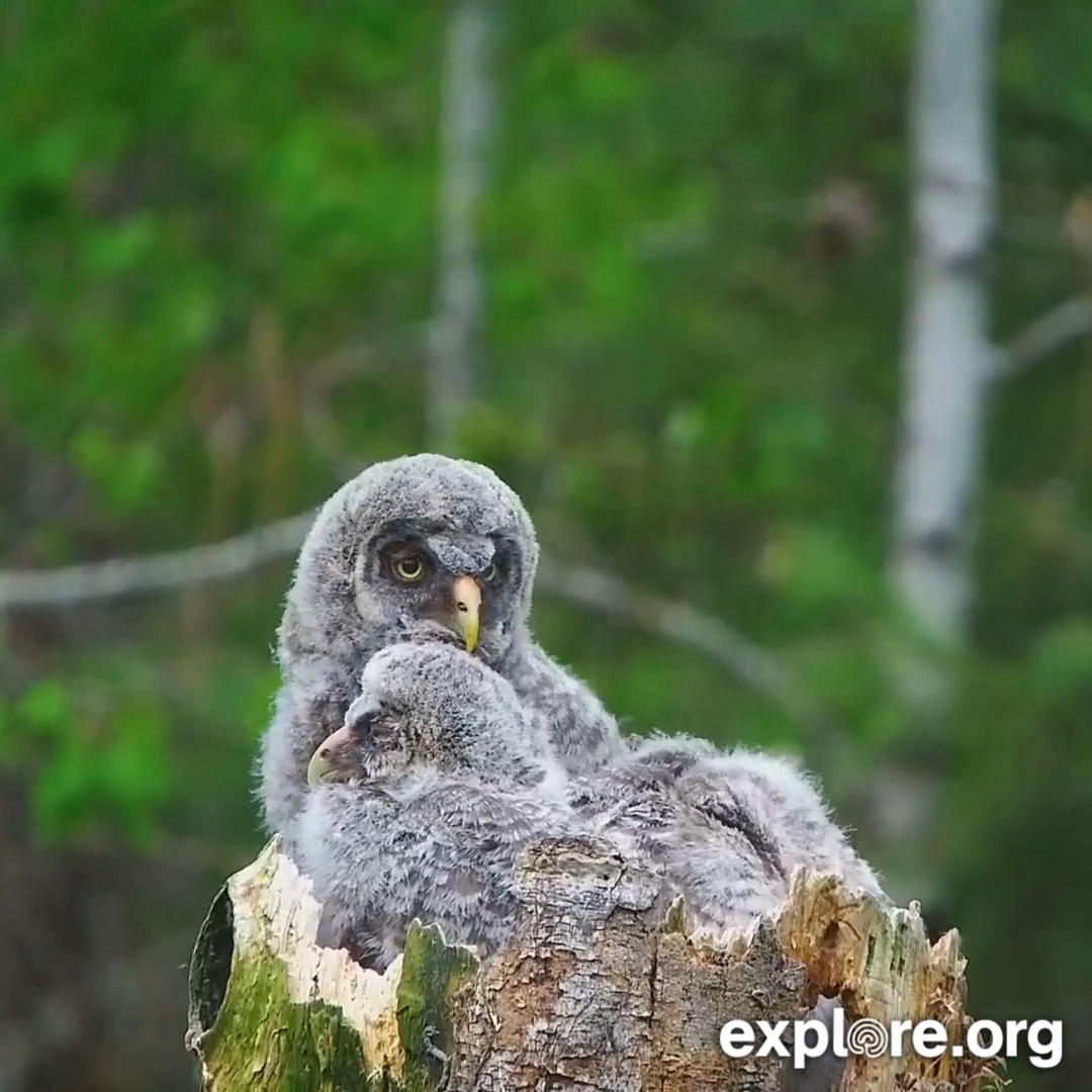 Our Great Gray Owl drops off a whole rodent, and the chicks swallow it nearly whole, fur and all. Owls don’t chew, so gulping prey whole helps them eat fast and later cough up the bones and fur as pellets.