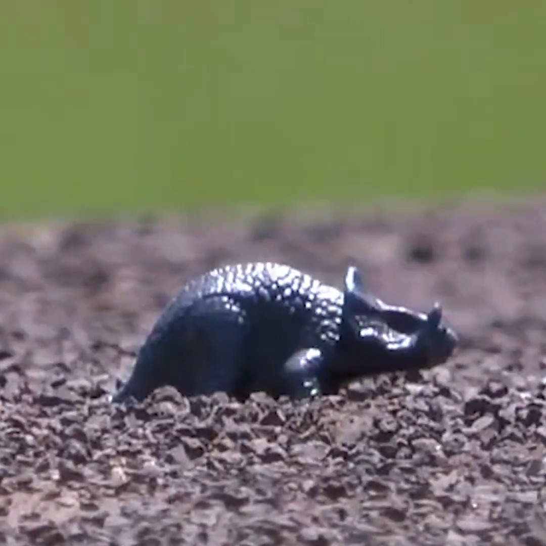 This may be the most wholesome thing we've ever seen 😂 This UCLA pitcher brings a mini dinosaur named Jerry to the mound with him for every start 🦕 via: Big Ten Baseball