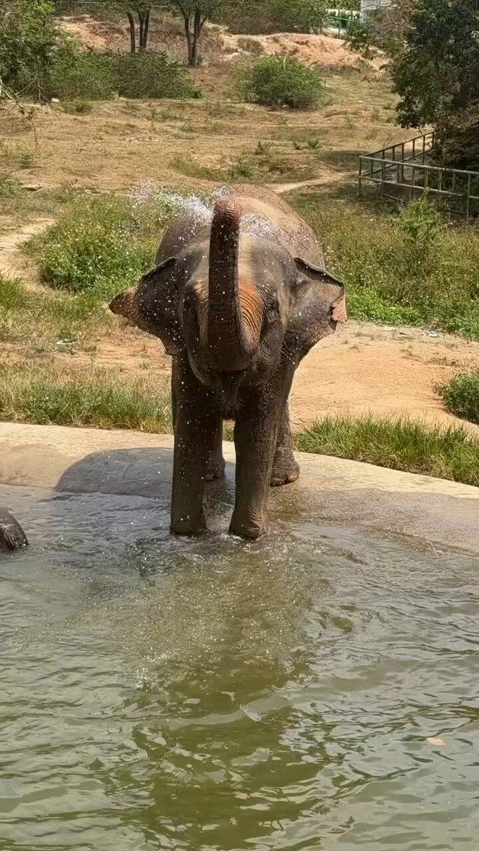 No matter the species, kids will be kids..🐘😅