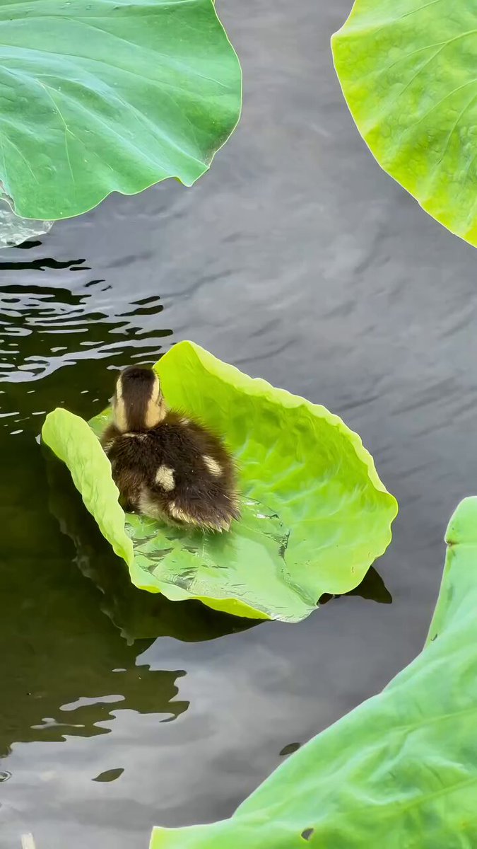 The Little One is just sitting on a lotus Leaf Like a Mini boat 🪷