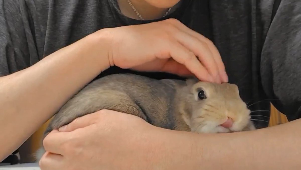 オハペショ〜🐰😊💕(*´ڡ`●) 世界に轟け！兎様の可愛いさよ😍