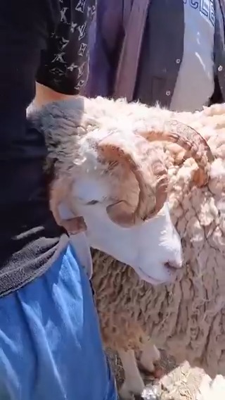 خروف بأربعة قرون بإحدى أسواق الماشية بالجزائر🇩🇿😳