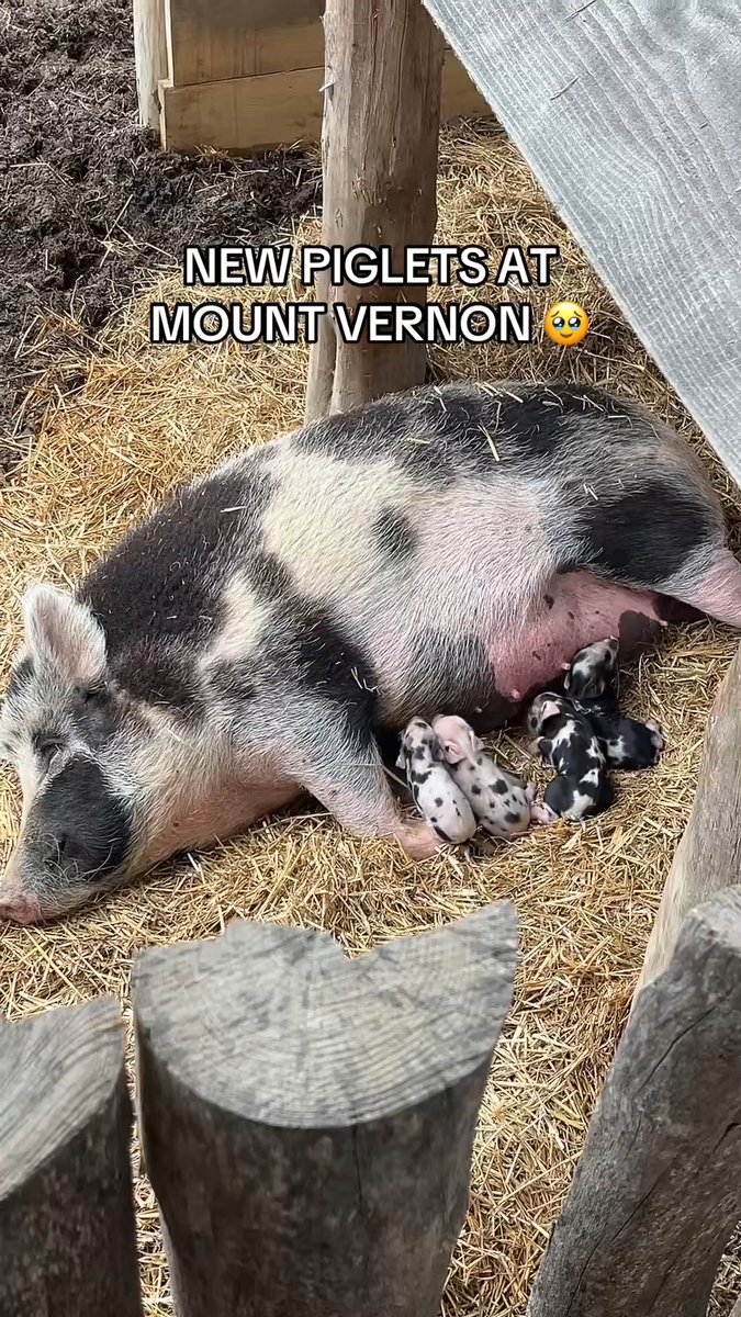 Happy birthday to four little piglets born this morning! ❤️