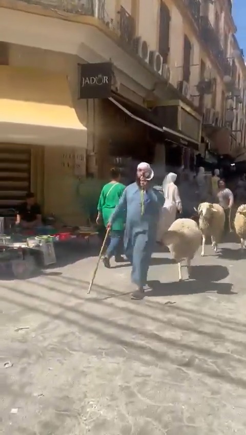 مواطن من ولاية قسنطينة🇩🇿 يحيي سنة التكبير بمكبر الصوت في الشارع وخرفانه الثلاثة تتبعه من ورائه.