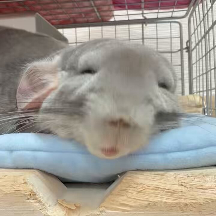 ｱﾑﾆｬﾑｱﾑﾆｬﾑ🐭💤 #チンチラ