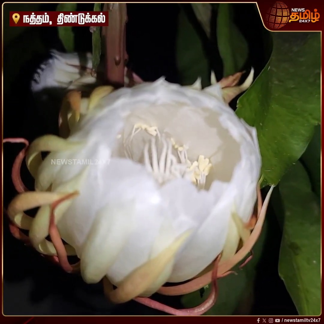 திண்டுக்கல்: வருடத்துக்கு ஒருமுறை இரவில் மலர்ந்து இரவிலேயே குவிந்து விடும் பிரம்ம கமலம் பூ -ஒரே நேரத்தில் மலர்ந்த 8 பூக்கள் ..!! #Dindigul #BrahmaKamalam #flower #NewsTamil24x7