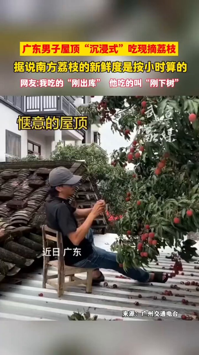 #广东 男子屋顶“沉浸式”吃现摘荔枝，南方荔枝的新鲜度是按小时算的。网友：我吃的“刚出库”，他吃的叫“刚下树”。