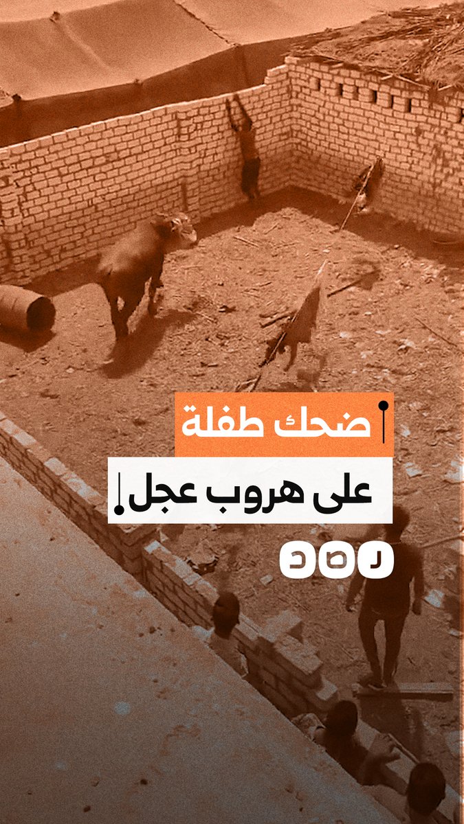 هروب عجل في إحدى القرى المصرية يثير ضحك طفلة خلال عيد الأضحى