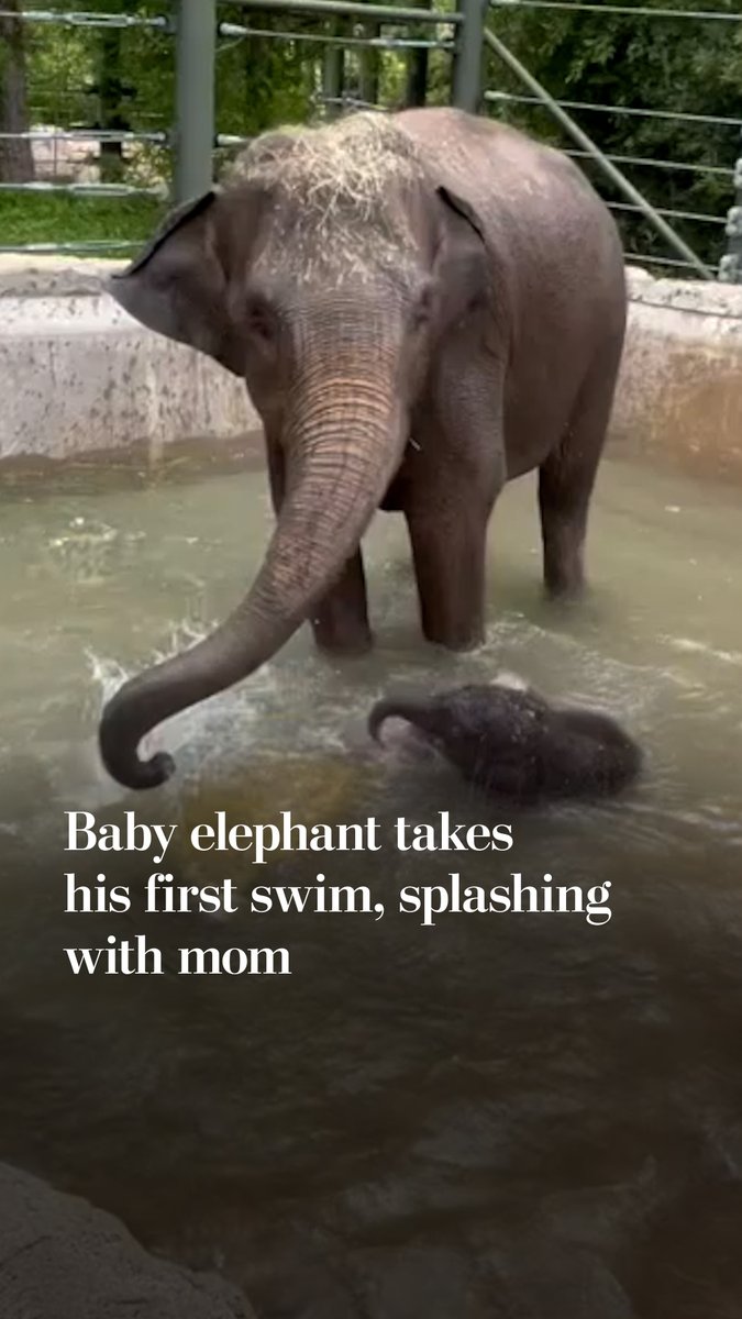 An Asian elephant calf named Sam Houston recently took his first swim at the Fort Worth Zoo. Video released by the zoo shows the calf splashing through the water alongside his mother.