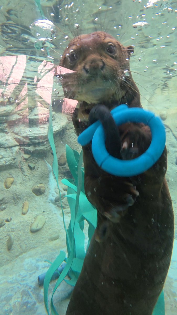 Happy #WorldOtterDay to our playful giant river otter trio: Thor, Yeyuno, and Matteo! 🦦💦 Enrichment toys like this help keep this highly energetic species active and engaged!