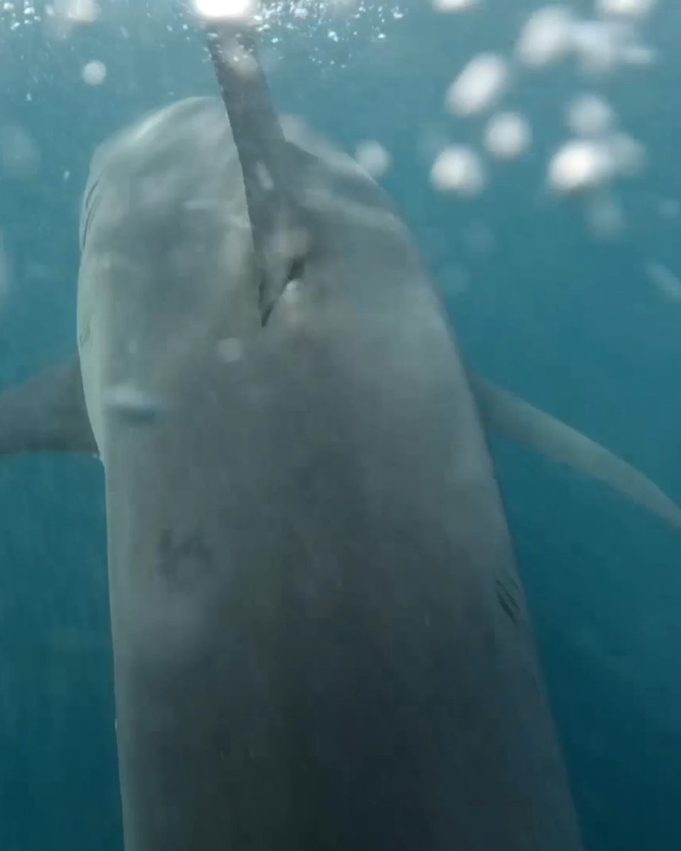 This shark is LOCKED onto his target 🎣 #SharkWeek returns July 26 on Discovery