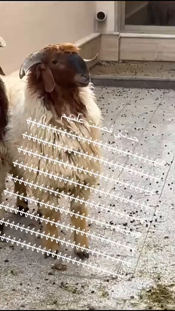 جايبين خرفان العيد ولعل الخرفان أعدموا البيت للجدة وصورته وتقول هذولا مو ضحايا هذولا مفسدين في الأرض ، إلي صرعني ضحك إنهم واقفين يسمعون التهزيء 😅