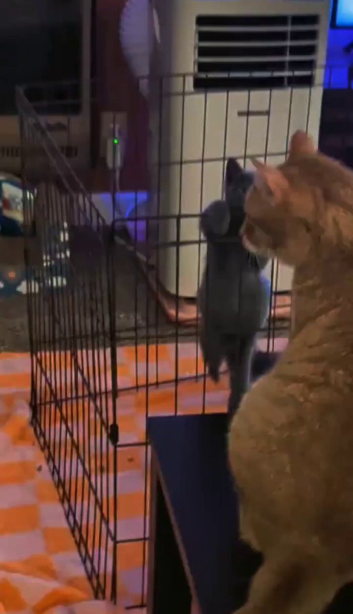 Yavru kedi kafesten kaçmaması gerektiğini hemen anladı;