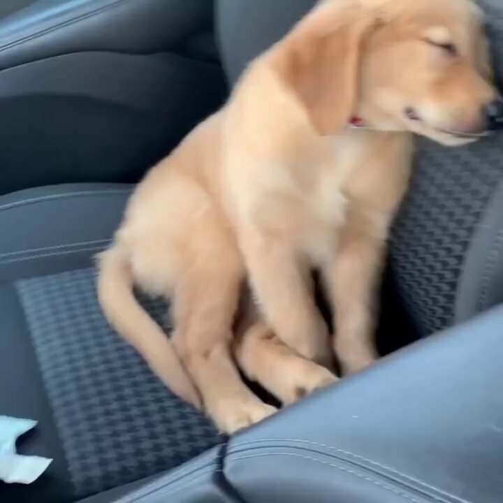 baby dog sleeping is cute