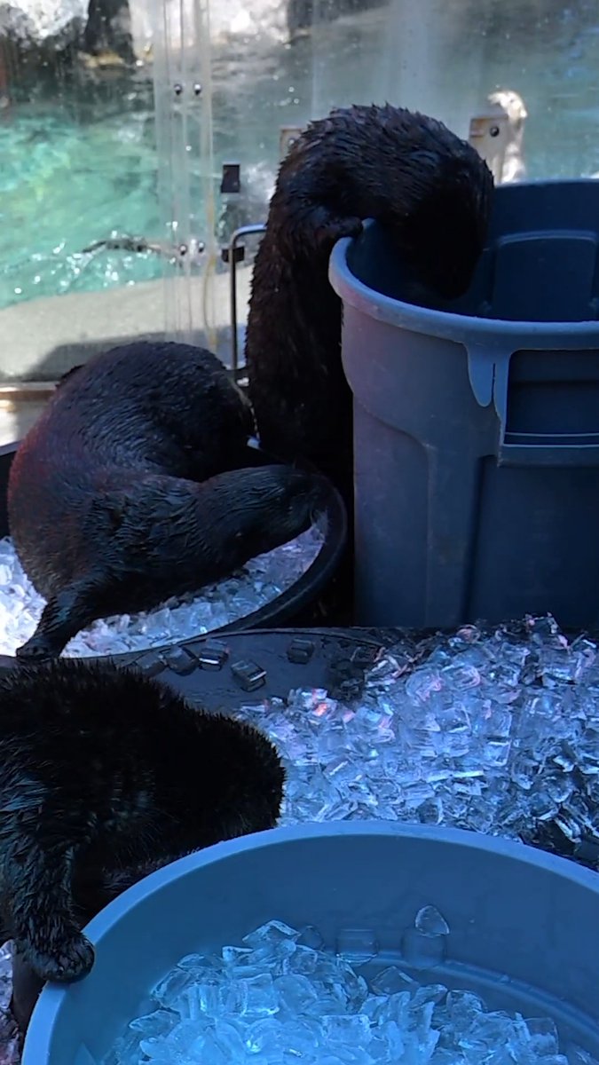 Celebrating #WorldOtterDay with some icy enrichment on a beautiful spring day! 🦦 🧊