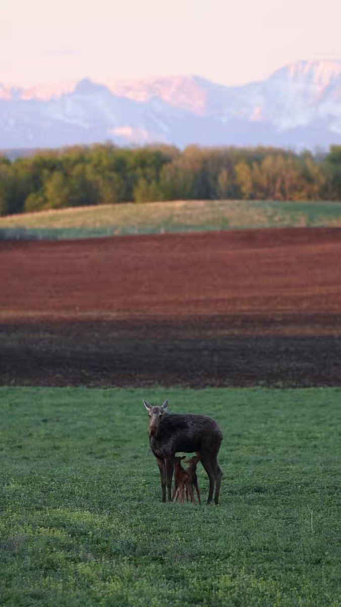 This momma moose gave birth to these little ones approximately 6-7 hours before I videoed this. The sound was just wind blowing so I cut that out! lol