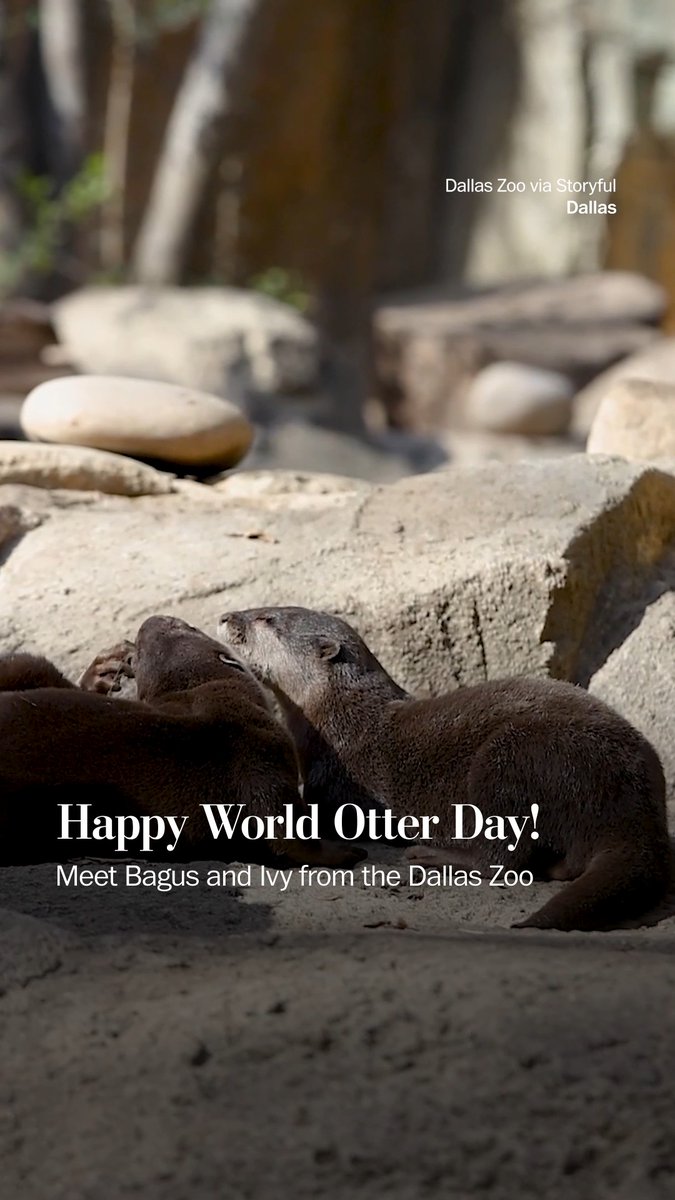 World Otter Day is celebrated on the last Wednesday in May each year. The Dallas Zoo is celebrating their two newest otters, Bagus, 4, and Ivy, 7. The couple has taken a liking to their new home.