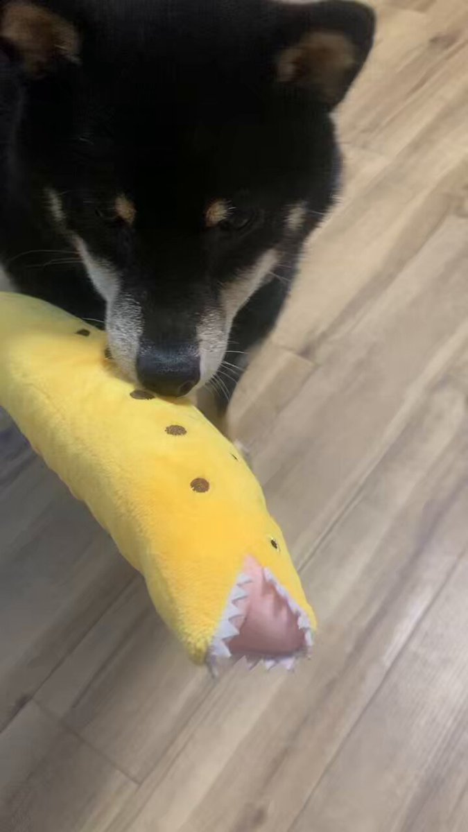 ウツボをギタギタにした後見せつけてくる可愛い犬