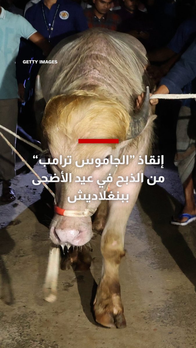 إنقاذ "الجاموس ترامب" من الذبح في عيد الأضحى ببنغلاديش بعد مقارنة خصلة شعره الشقراء بشعر الرئيس الأمريكي