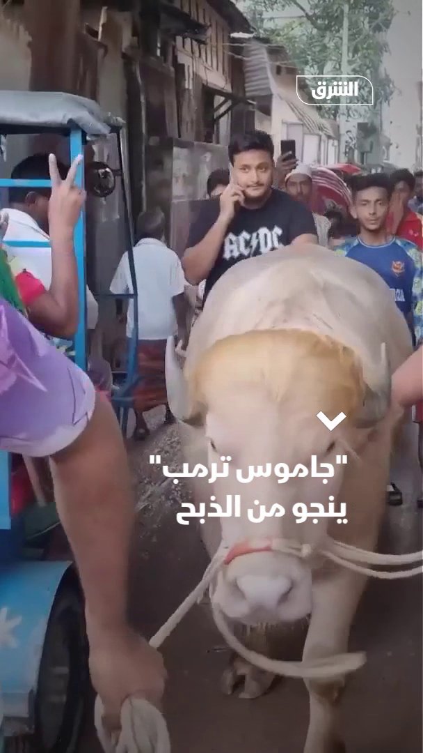 🔴 بأمر من الداخلية.. "جاموس ترامب" ينجو من الذبح في يوم العيد 🤯 بحسب رويترز.. مسؤول في وزارة الداخلية في بنغلادش قال إن السلطات أمرت بعدم ذبح جاموس ملقب بـ"ترامب" في عيد الأضحى، ورد المبلغ للمشتري، ونقله إلى حديقة الحيوانات الوطنية في دكا..