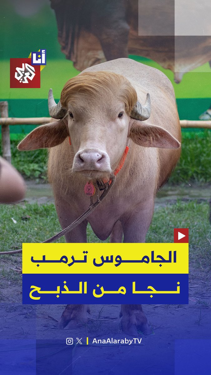 نجا من ذبحه في عيد الأضحى في اللحظة الأخيرة.. الحكومة البنغلاديشية تتدخل لمنع ذبح الجاموس الذي نال شهرة واسعة بعد تسميته بـ "دونالد ترمب" حيث اشترته من مالكه ونقلته إلى حديقة الحيوانات الوطنية في دكا ليصبح أحد معالمها المميزة.. إليكم التفاصيل في هذه القصة 👇 #أنا_العربي
