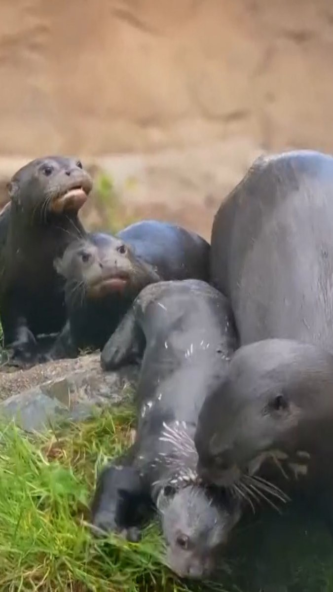 Three rare giant otter pups have begun swimming lessons at the UK's Chester Zoo. Led by mum Bonita and dad Manu, the rare pups were picked up by the scruff of their necks and popped straight in at the ‘deep end’. The triplets have been tucked away in their den for the first few weeks of their lives. Now, at 15 weeks old, the youngsters have been introduced to life in the water.