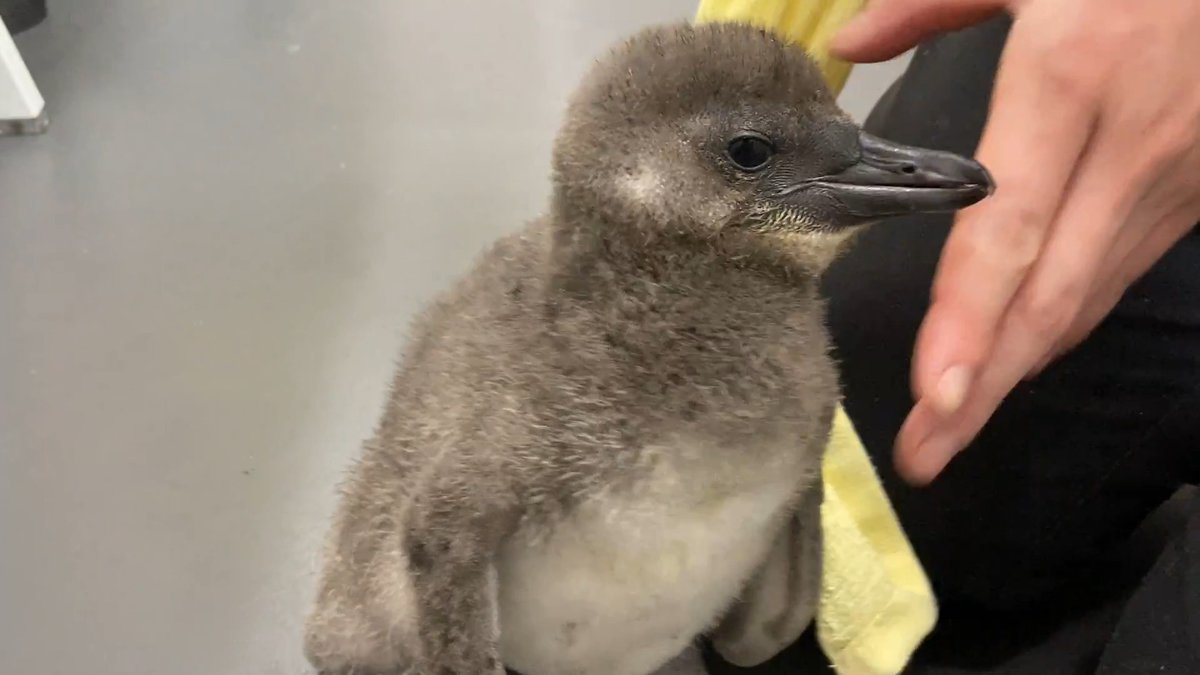 【5/19🐧25日齢のじんべえ】 カメラ目線がお上手になってきた、じんべえです！ ゴハンを食べ終わった後、お口の周りを拭いている時の気持ちよさそ〜うな表情にほっこり🤭♡ #すみペン赤ちゃん日誌